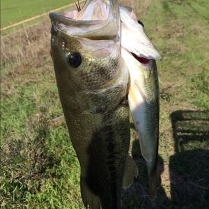 Meet your Posher, Dylan